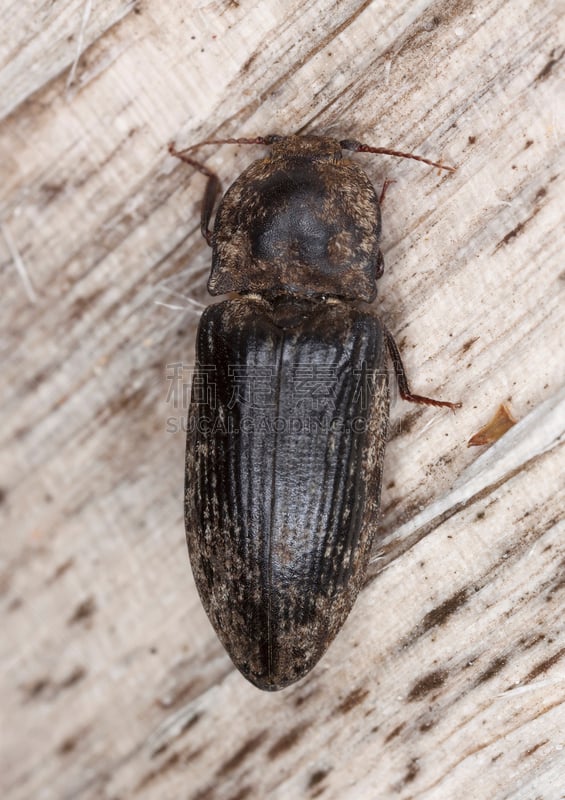 Click Beetle,木制,垂直画幅,选择对焦,正面视角,无人,户外,特写,彩色图片,坐