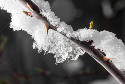 花蕾,特写,冰,知名动物,风景线拱,冰冻酸奶,哈萨克斯坦,安全,金属丝,自由