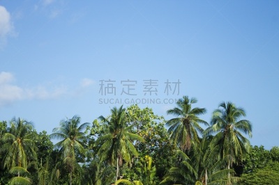 椰子,阿里环礁,背景,天空,棕榈树,蓝色,马尔代夫,热带气候,环境,云