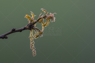 橡树,头发直立,德文郡,美,水平画幅,美人,夏天,户外,特写,明亮