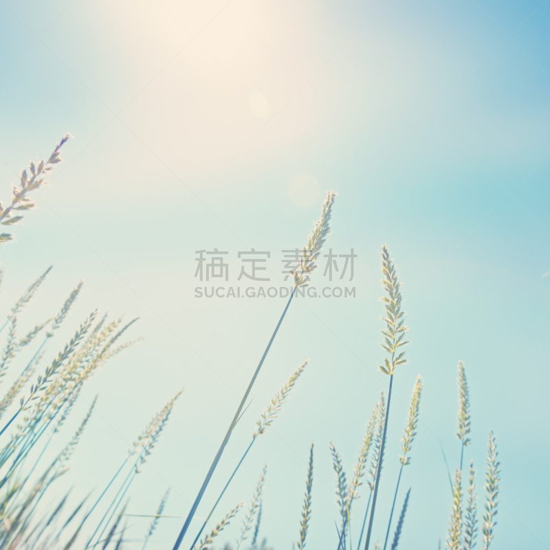 天空,小麦,海洋,夏天,户外,草,面包,农作物,植物,运动场