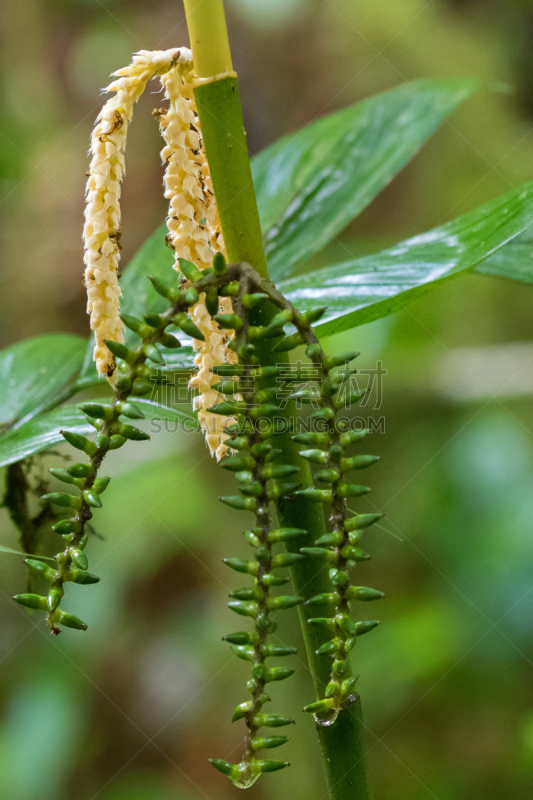 Bamboo Palm at lower altitude rainforest, Mt. Kinabalu national park, Malaysia, Asia (Areca kinabaluensis)