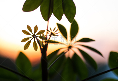 植物,天空,美,新的,水平画幅,无人,夏天,阴影,特写,花蕾