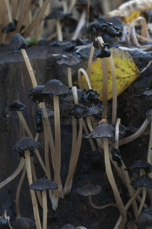 蘑菇,鸡腿菇,晶粒鬼伞,自然,垂直画幅,褐色,小的,无人,苔藓,户外