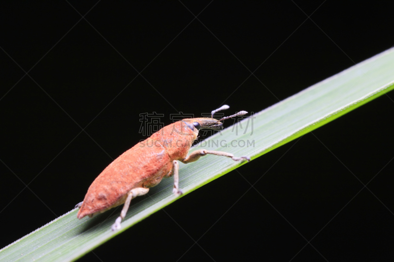 野外动物,浮士德,自然,美,机敏,野生动物,水平画幅,生物学,特写,人的眼睛