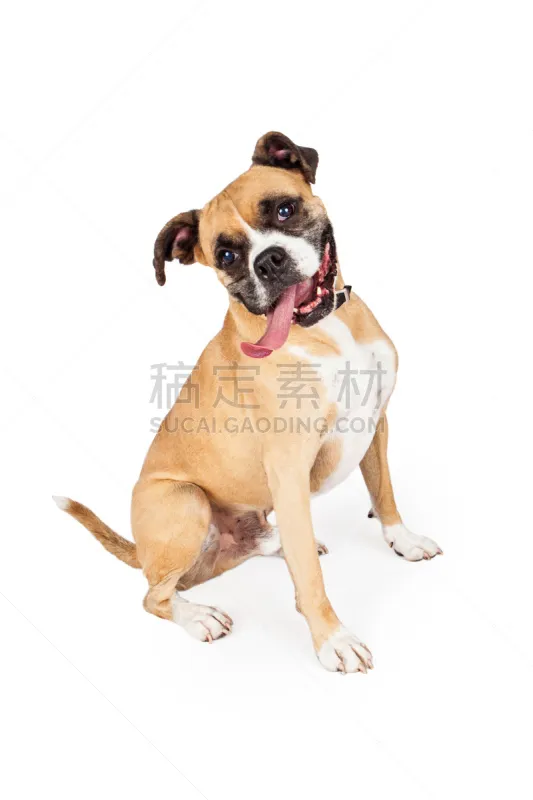 纯种犬 口渴的 多样 拳师犬 垂直画幅 留白 嬉戏的 家畜 白色背景 背景分离图片素材下载 稿定素材 纯种犬 口渴的 多样 拳师犬 垂直画幅 留白 嬉戏的 家畜 白色背景 背景分离图片素材下载 稿定素材