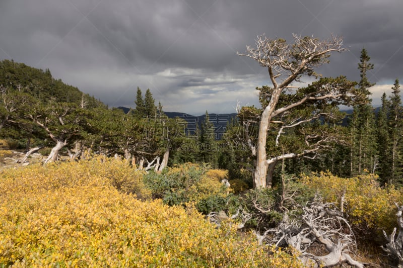 科罗拉多州,埃文斯山荒野地,洛矶山脉,暴风雨,狐尾松,森林,山,居住区,自然, 巨人歌利亚