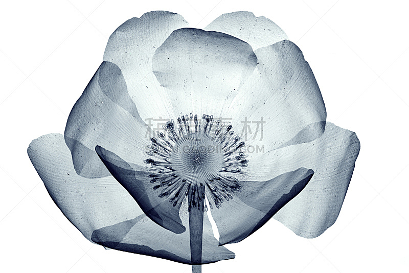 x光片,仅一朵花,白色,分离着色,射线成像,x光,花头,放射科专家,透明,自然