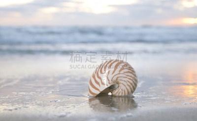 鹦鹉螺,海滩,海洋,鸡尾酒,水,天空,美,度假胜地,水平画幅,沙子