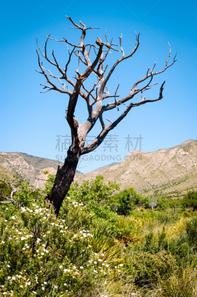 瓜达卢佩山国家公园,驿站马车,垂直画幅,美国,成一排,国家公园,地形,地质学,无人,西