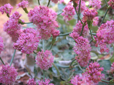 荞麦,粉色,花朵,三只动物,红色章鱼,妓院,自然,水平画幅,无人,丰富