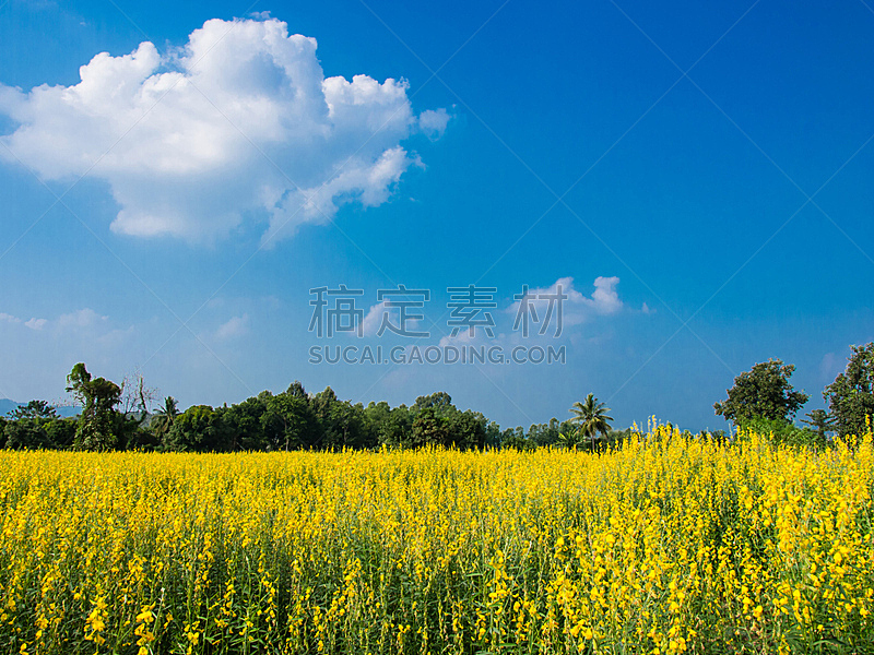 田地,黄色,天空,水平画幅,燕麦,夏天,户外,特写,面包,稻草