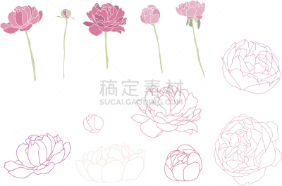 牡丹,美,贺卡,绘画插图,美人,古典式,夏天,组物体,计算机制图,计算机图形学