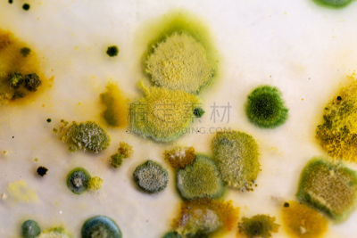真菌,藻类,大群动物,皮氏培养皿,个性,显微镜,水,生物科技,水平画幅,孢子