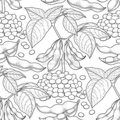 大豆,插画,豆荚,线条,背景分离,纺织品,熟的,植物,豆科植物,草图