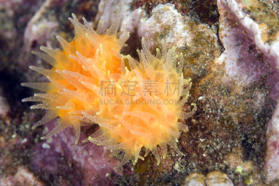 海葵,触须,杯形珊瑚,裸鳃亚目动物,海藻灰,银莲花,水平画幅,水肺潜水,户外,海草