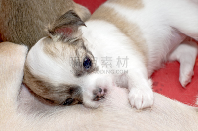 母亲,小狗,圣伯纳犬,牛奶瓶,褐色,水平画幅,宠物主人,特写,哺乳纲