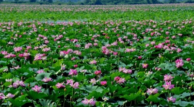莲花湖,荷花,水平画幅,无人,东北片区,izunuma,日本,宫城县,夏天,户外