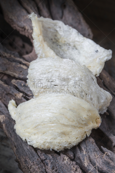 鸟巢,自然,垂直画幅,白色背景,背景分离,甜点心,蛋白质,电子元件,红色