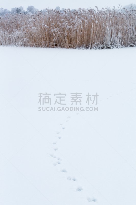 雪,湖,动物留下的痕迹,脚印,寒冷,瑞典,安静,野生动物,霜,草