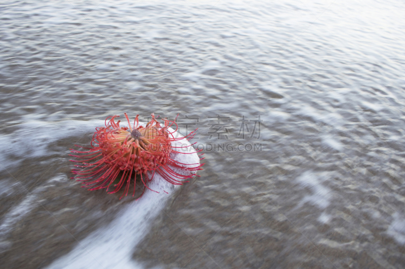 Pincushion Flower Swamped by Wave