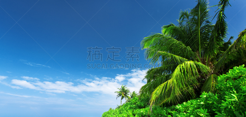 Palm tree at blue sky with clouds at daytime