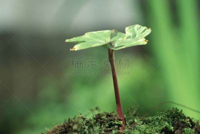 牵牛花,运动茄克,水平画幅,无人,五月,日本,环境,叶子,双叶区,摄影