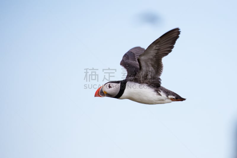 超轻型飞机,圆颅党,角嘴海雀,天空,水平画幅,橙色,无人,蓝色,鸟类,动物身体部位