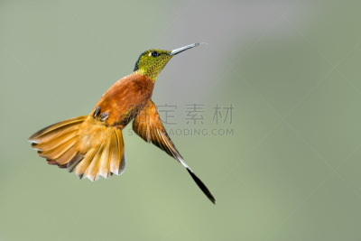 翅膀,栗子,连续性,南美,热带鸟,水平画幅,无人,鸟类,动物身体部位,热带雨林