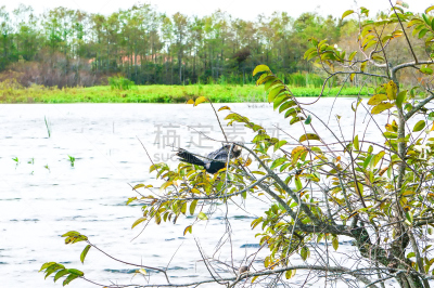 anhinga perched in tree