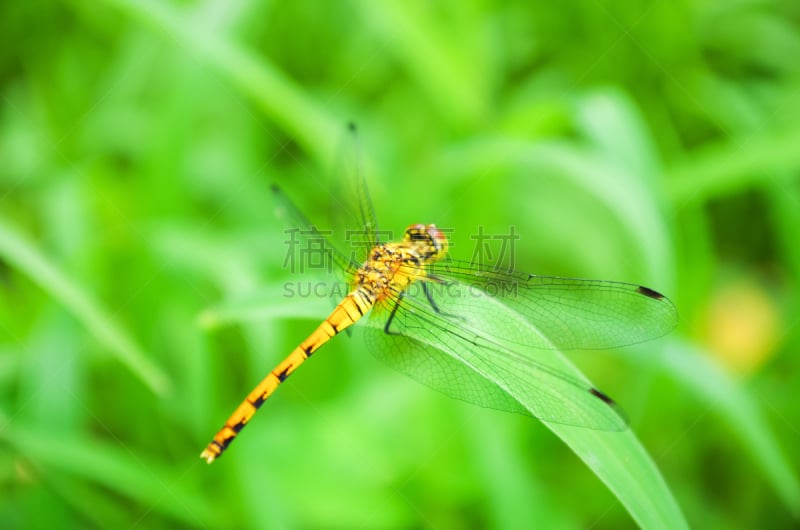 蜻蜓,窄翅蜻蛉,秀丽隐杆线虫,豆娘,美,水平画幅,草,特写,人的眼睛,两翼昆虫