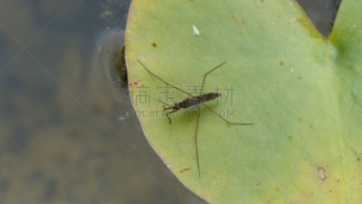 睡莲,水彩画颜料,水蜘蛛,水黾,自然,水平画幅,无人,夏天,特写,池塘
