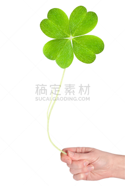 三叶草,自然,背景分离,概念,运气,垂直画幅,圣帕特里克节,图像,枝繁叶茂,叶子