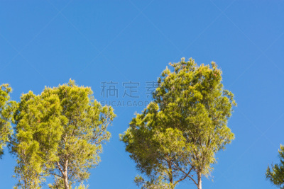 松树,森林,蓝色,西班牙,天空,毛虫的巢,金松树木,公园,水平画幅,职业运动员