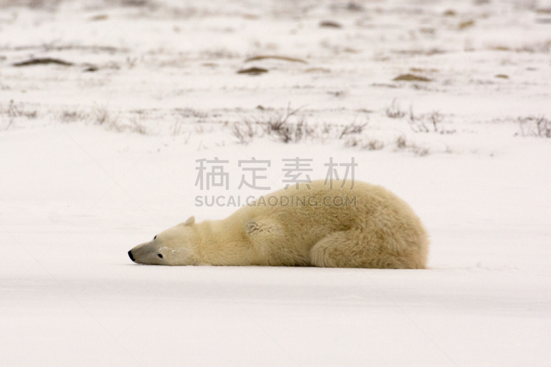 北极熊,自然,寒冷,野生动物,水平画幅,马尼托巴湖,雪,野外动物,户外,冰