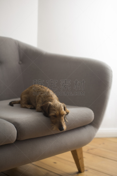 灰色,可爱的,沙发,狗,小的,垂直画幅,络腮胡子,褐色,疲劳的,斯堪的纳维亚人