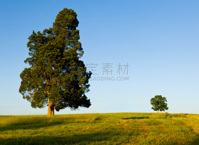 山,巨大的,小的,天空,水平画幅,无人,职权,户外,草,松科