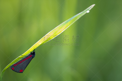 朱砂蛾,草地,水平画幅,无人,arctiid蛾,欧洲,户外,动物斑纹,草,特写