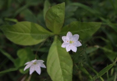 七瓣莲,选择对焦,美,褐色,水平画幅,无人,21世纪,图像,特写,两个物体