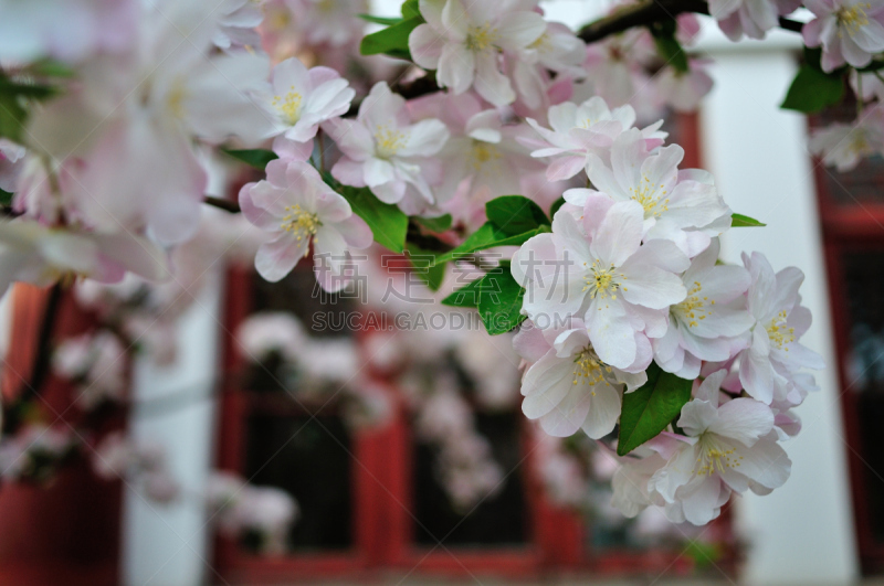 海棠,春天,自然,高雅,季节,北京大学,图像,自然美,花瓣,叶子