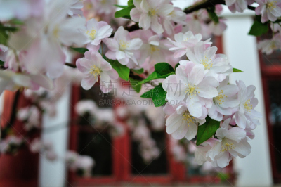 海棠,春天,自然,高雅,季节,北京大学,图像,自然美,花瓣,叶子