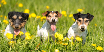 杰克拉瑟短腿犬,狗,草地,春天,三只动物,公亩,蒲公英,蒲公英花,水平画幅,无人