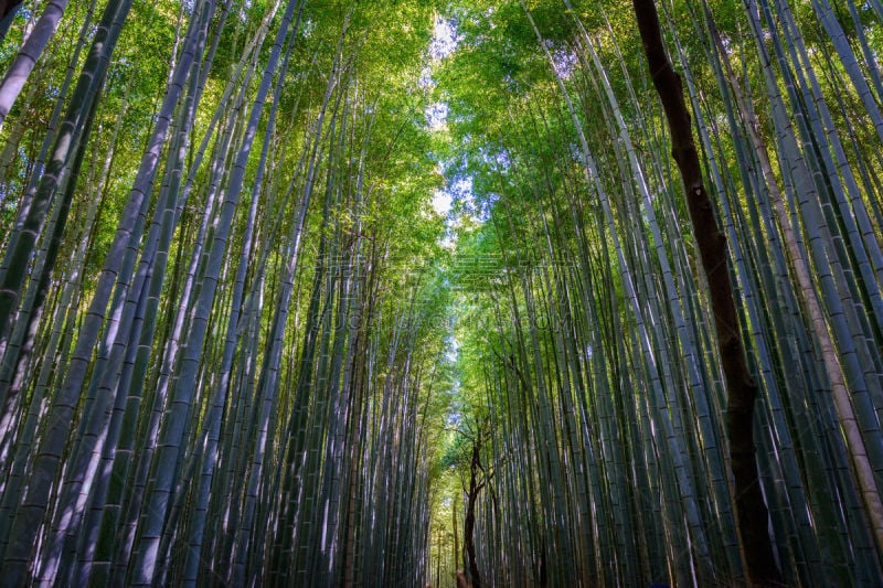 竹林,岚山,京都府,里面,小路,巨竹,嵯峨野,竹子叶,笋,星和园