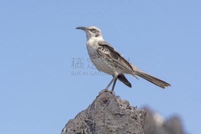 加岛嘲鸫,岩石,埃斯帕诺拉群岛,嘲鸫,特有物种,自然,厄瓜多尔,野生动物,水平画幅,无人