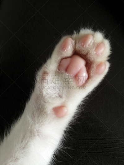 爪子,白色,粉色,小猫,垂直画幅,小的,可爱的,动物身体部位,猫,动物