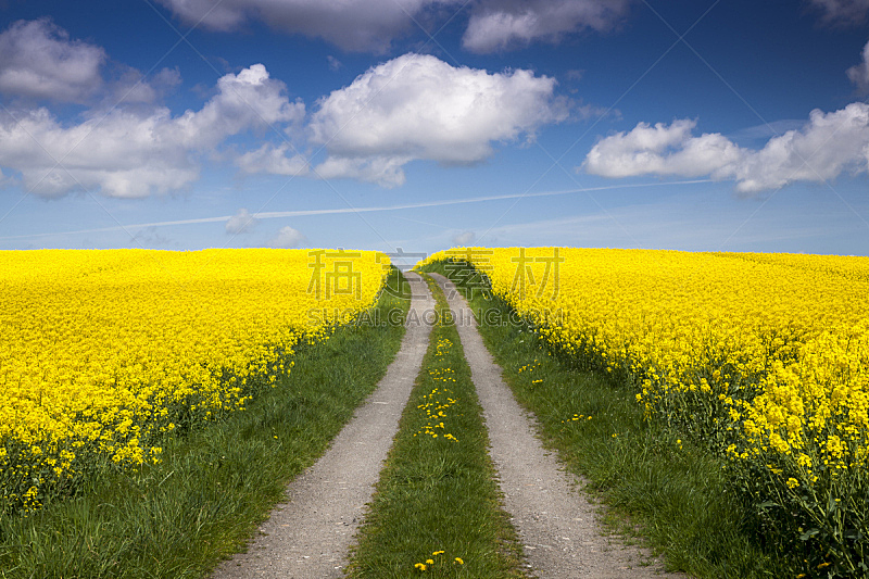 油菜花,路,田地,在之间,小路,丹麦,天空,宁静,水平画幅