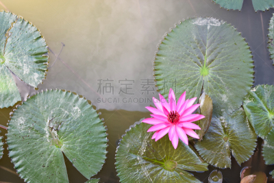 泰国,红色,荷花,早晨,水平画幅,睡莲,无人,玫瑰,户外,湖