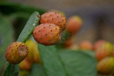 意大利,植物属性,水平画幅,风琴管仙人掌,无人,利诺萨岛,夏天,hecho cactus,赛格斯塔,户外