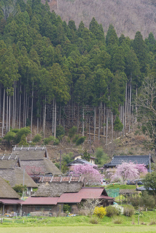 美山,京都府,乡村,日本,垂直画幅,美,里山,山,无人,户外