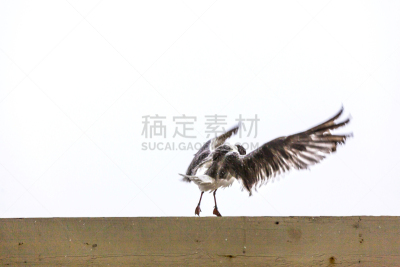 海鸥,码头,暴雨,水,暴风雨,水平画幅,沙子,鸟类,湿,东点